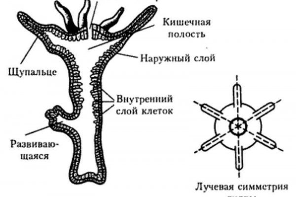 Kraken официальное зеркало kraken dark link